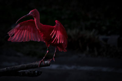 Close-up of a bird