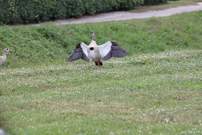 View of a bird on field