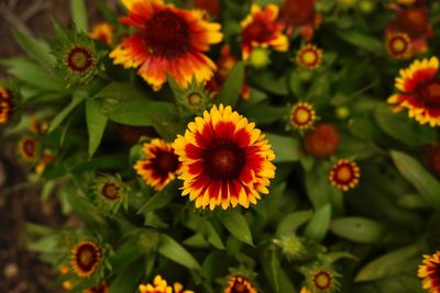 Close-up of yellow flowering plants