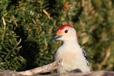 Close-up of bird perching on tree