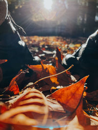 Close-up of autumn leaves falling on land