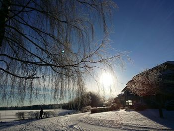 Bare trees against sky