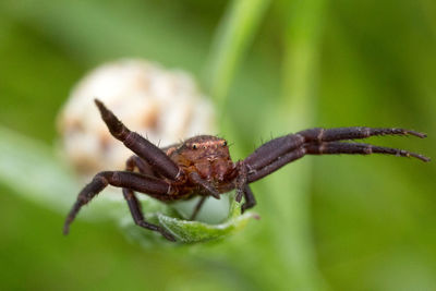 Close-up of spider