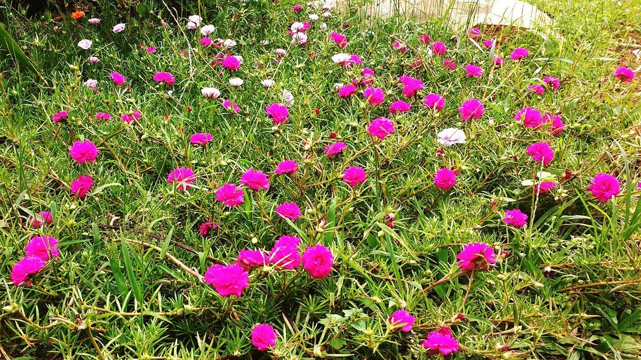 PINK FLOWERS BLOOMING IN MEADOW