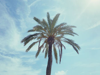 Low angle view of palm tree against sky