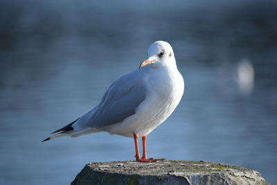 Close-up of seagull perching on wooden post