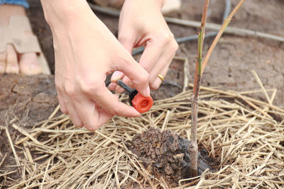 High angle view of hands holding plant