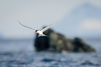 Antarctic tern flies past rocks with fish