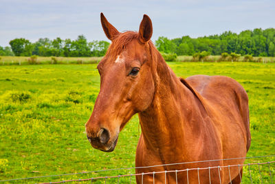 Horse standing on field