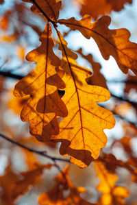 Autumn red leaves of oak tree