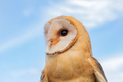 Close-up portrait of a owl against sky