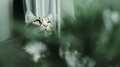 Close-up portrait of a cat