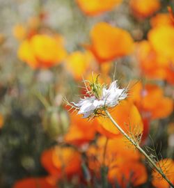 Close-up of orange flowering plant