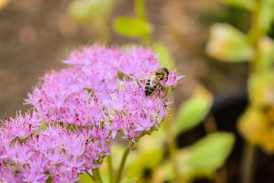 Close-up of purple flowers blooming outdoors