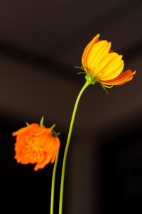 Close-up of orange flower