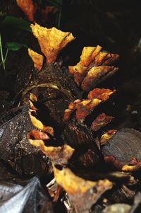 High angle view of dry leaves on log