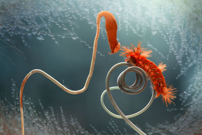 Close-up of fish swimming in sea