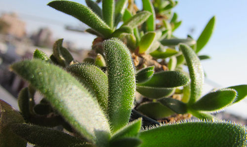 Close-up of fresh cactus plant