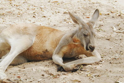 Close-up of kangaroo lying on sand