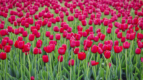 Close-up of red tulip flowers in field