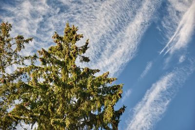 Low angle view of tree against sky