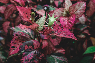 Close-up of red leaves on plant during autumn