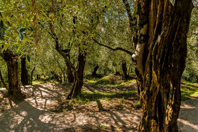 Trees in forest