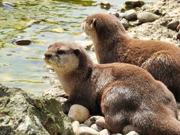 View of crab on rock