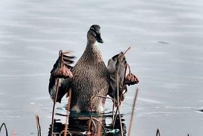 Muscovy duck in lake