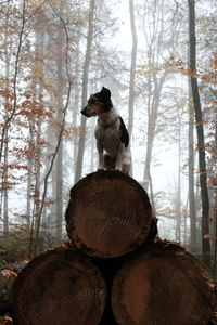 View of an animal on tree trunk