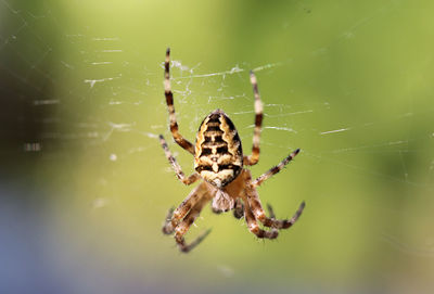 Close-up of spider on web