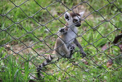 Close-up of monkey on chainlink fence