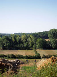 Scenic view of field against clear sky