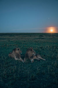 View of an animal on land