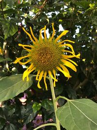 Close-up of yellow flower blooming outdoors