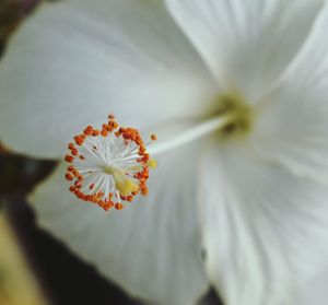 Close-up of white flowers blooming outdoors