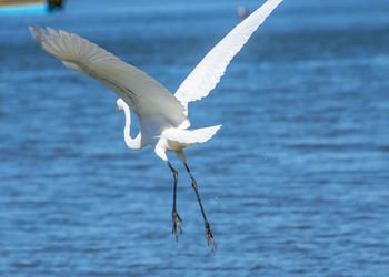 Seagull flying over lake