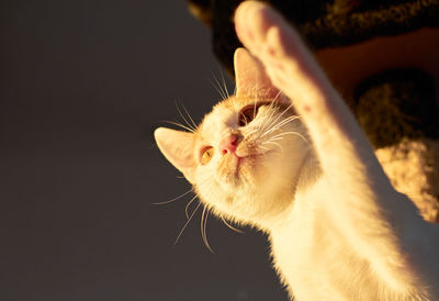 Close-up of cat looking at camera
