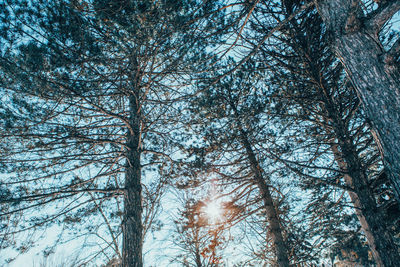 Low angle view of trees in forest during winter