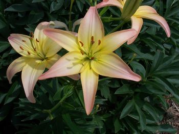 Close-up high angle view of flower