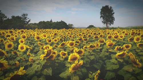 Close-up of sunflower field against sky