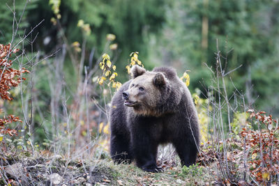 View of lion in the forest