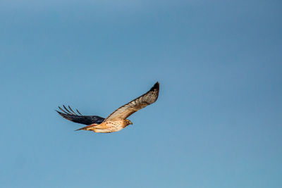 Low angle view of eagle flying against clear sky