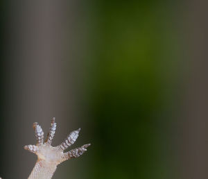 House gecko waving with blurred background