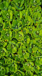 Full frame shot of green leaves