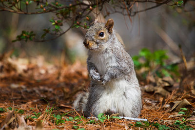 Close-up of squirrel on field