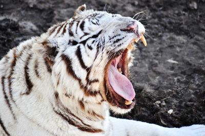 Close-up of cat yawning