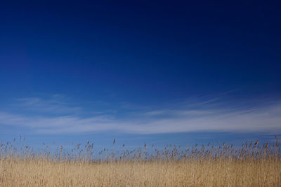 Scenic view of field against blue sky