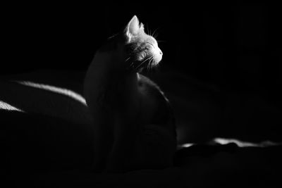 Close-up of cat sitting on bed