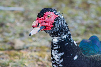 Close-up of a bird